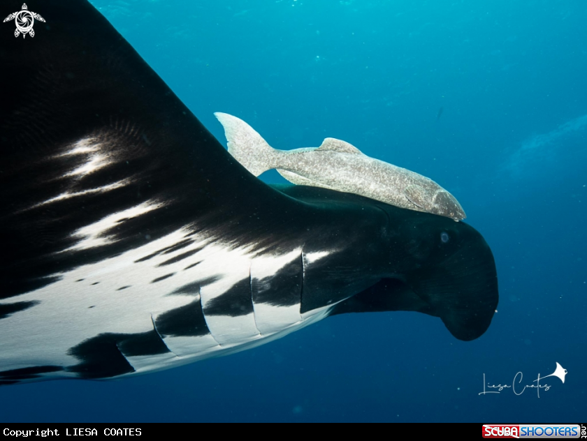 A Manta Ray