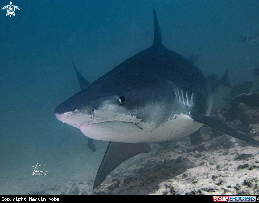 A Tiger Shark