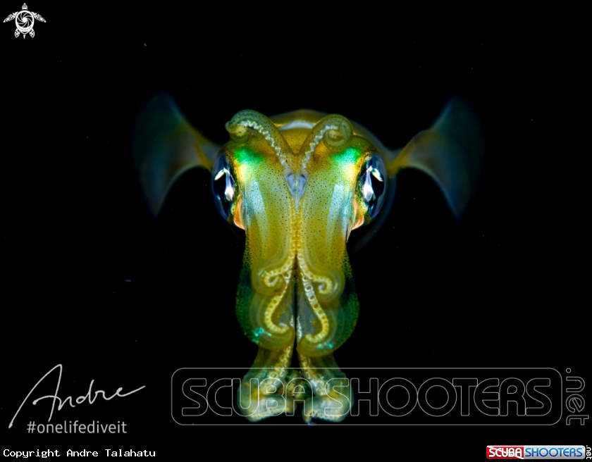 A Reef squid