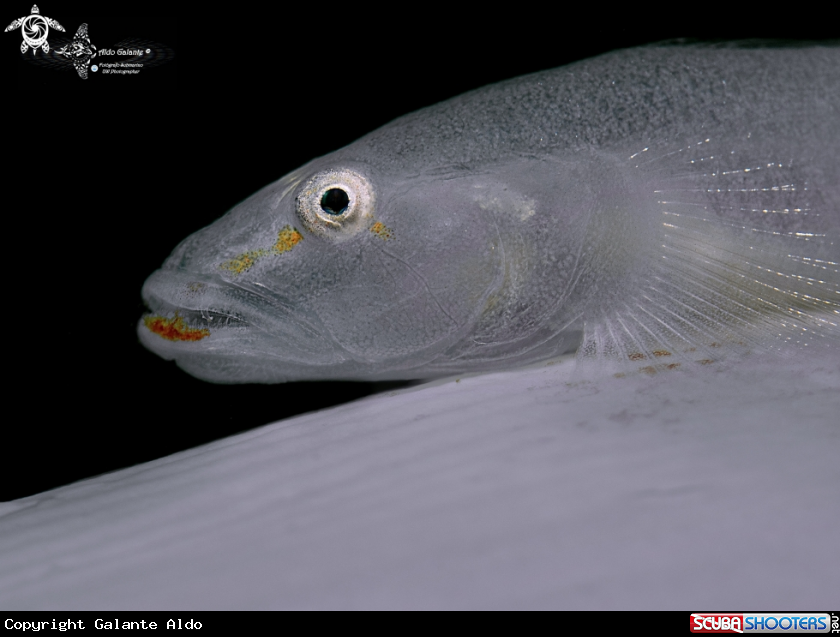 A Sea Pen Goby