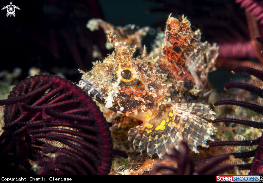 A Scorpionfish