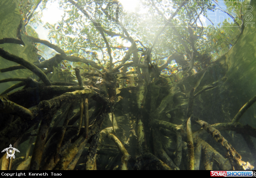 A Mangrove