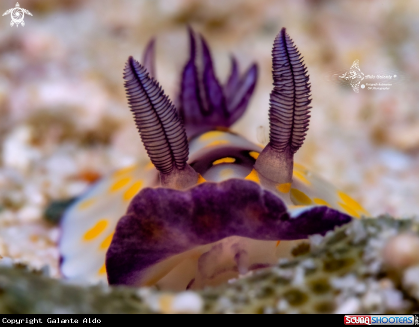 A Goniobranchus Nudibranchs