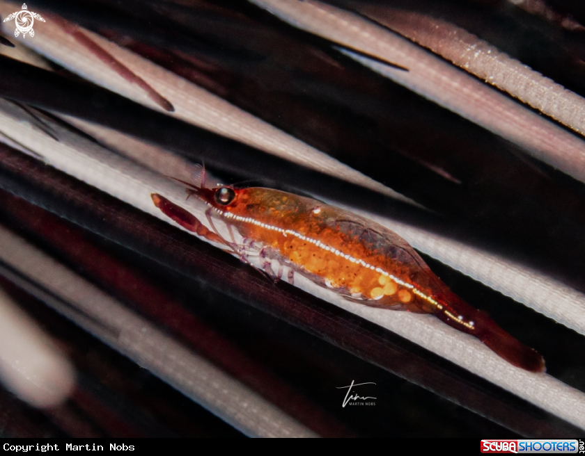 A Sea Urchin Shrimp