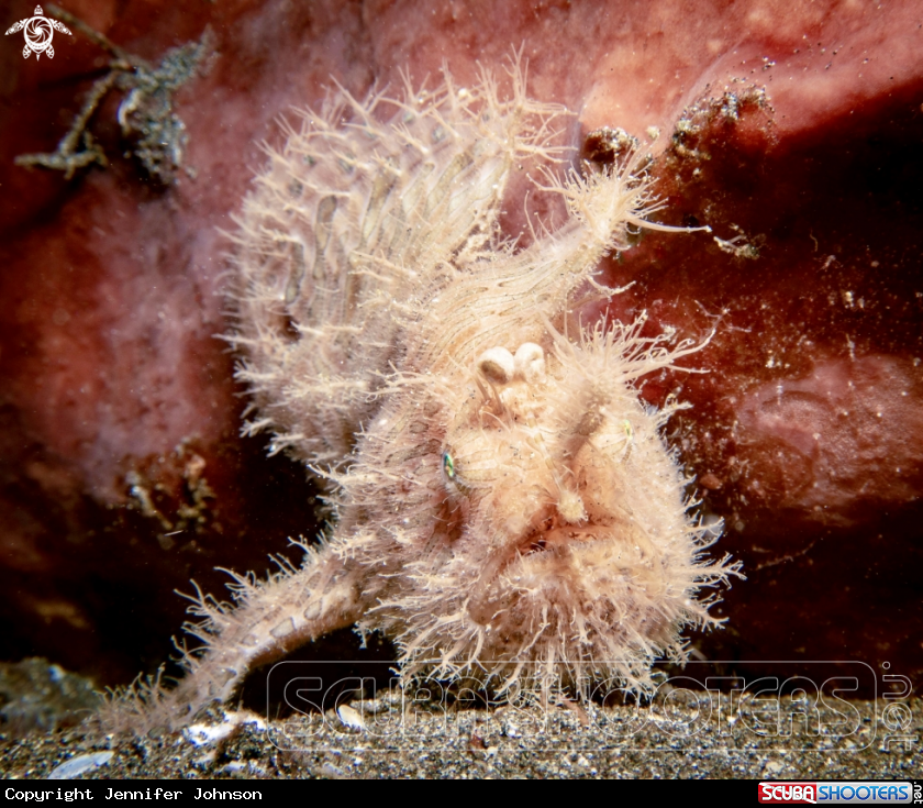 A Hairy Frogfish