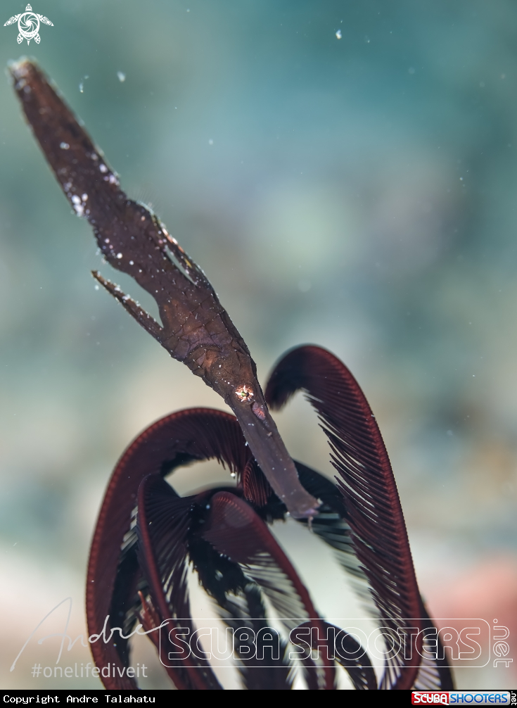 A Robust pipefish