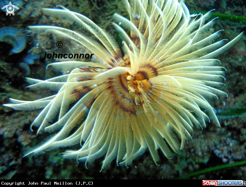 A underwater creature