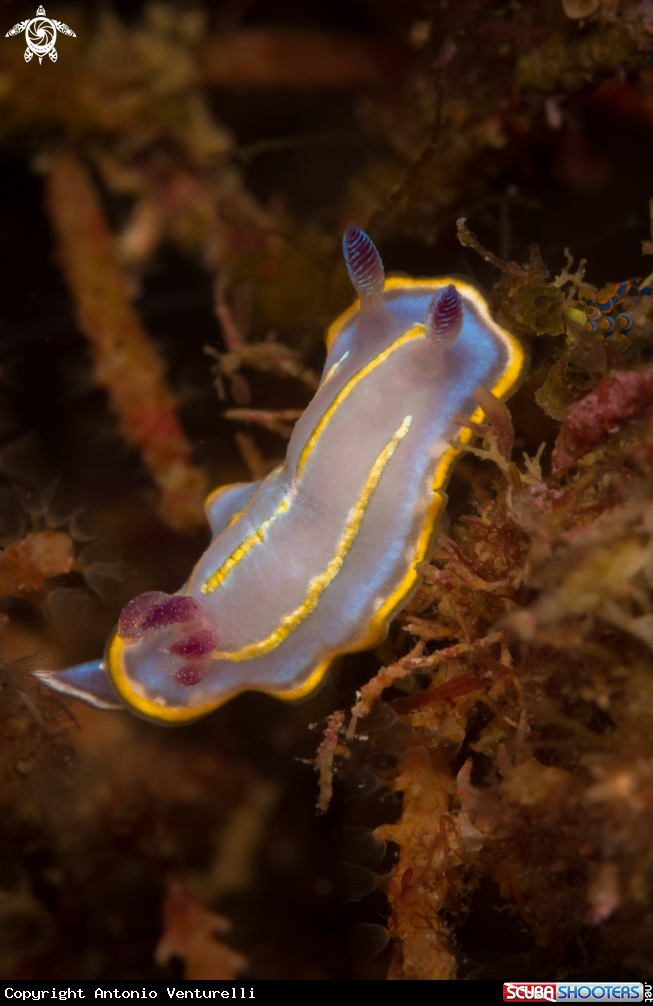 A Felimida Khroni nudibranch