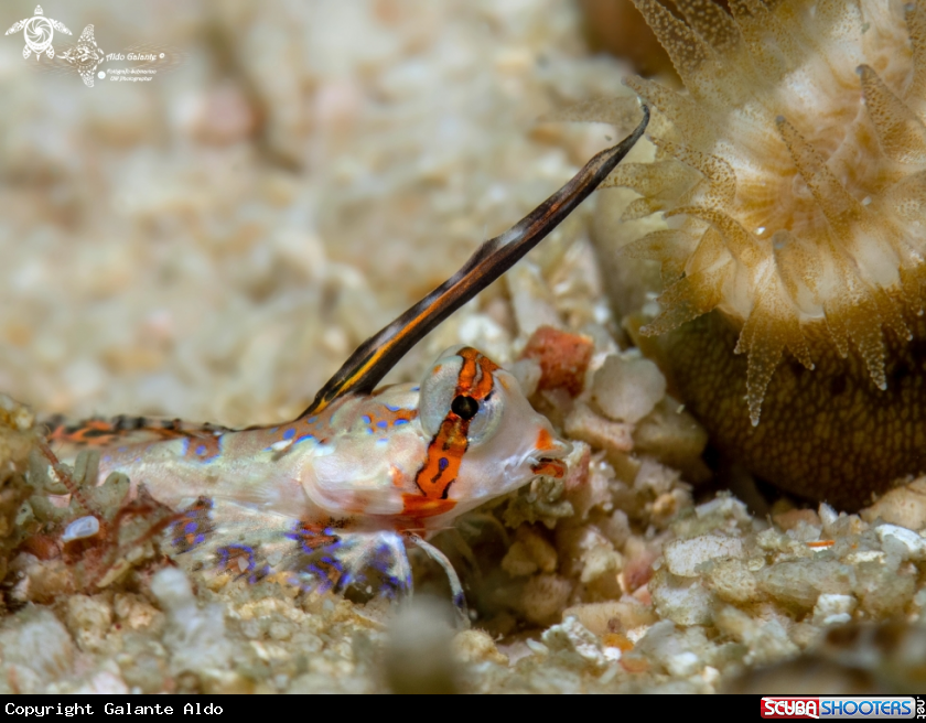 A Juvenil Finger Dragonet