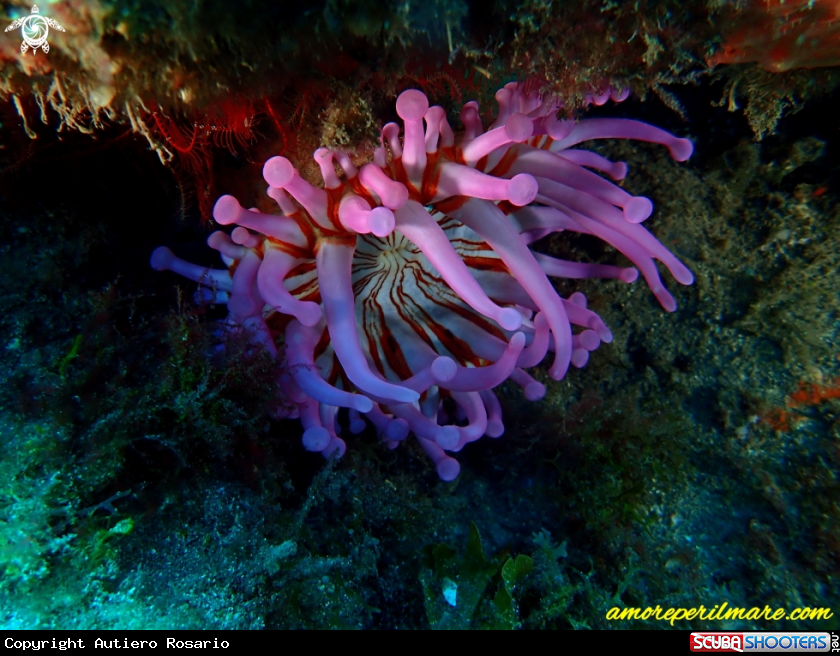 A Telmatactis cricoides