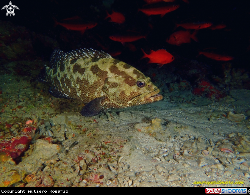 A Ephinephelus Fuscoguttatus