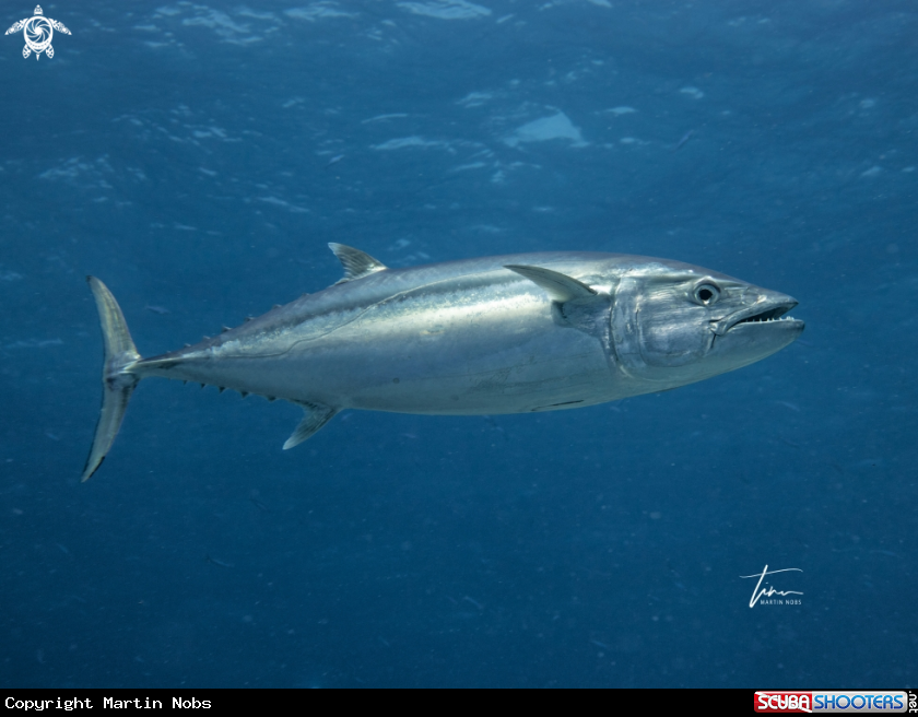 A Dogtooth Tuna