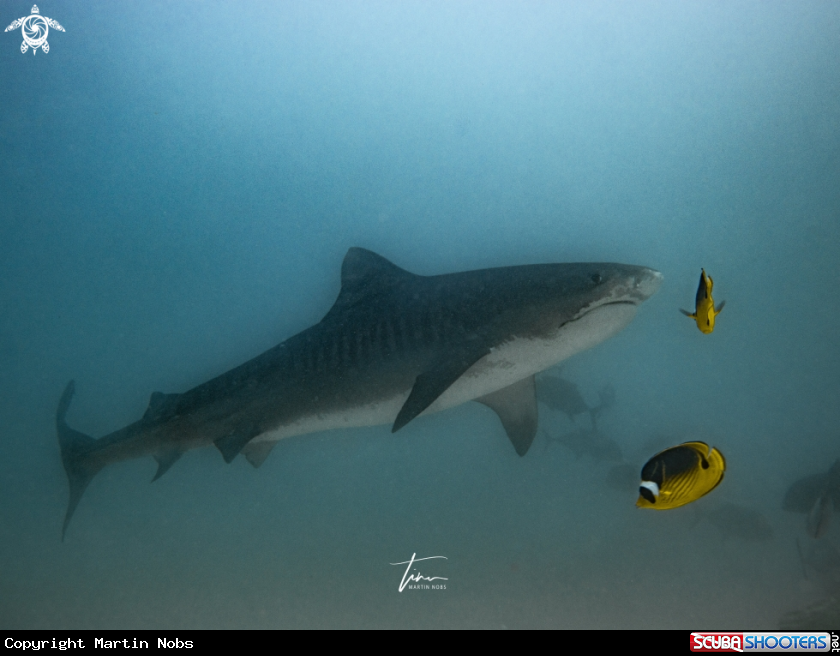 A Tiger Shark