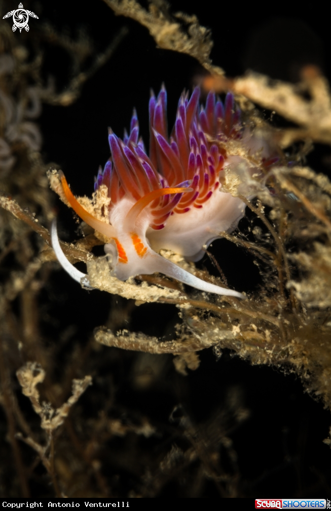 A Cratena peregrina nudibranch