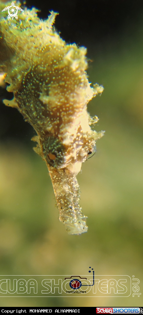 A Hippocampinae
