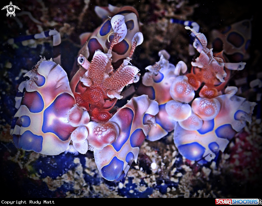 A Harlequin Shrimp