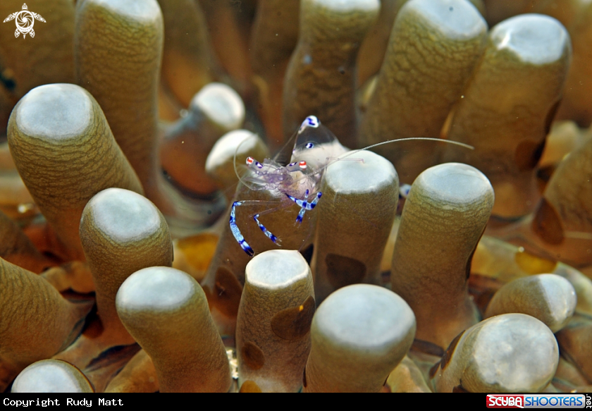 A cleaner shrimp