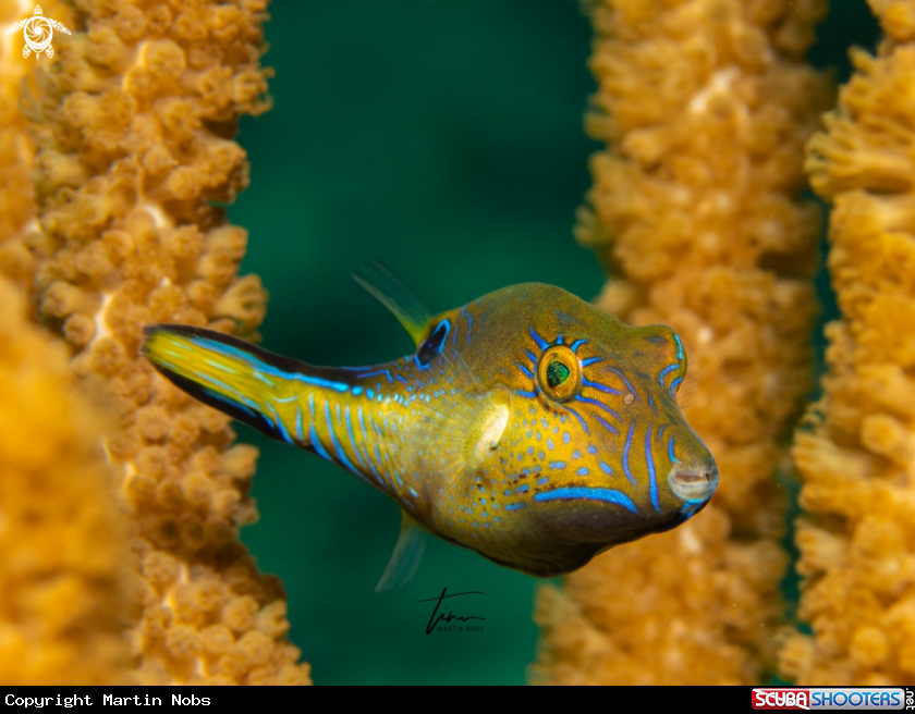 A Sharpnose Puffer