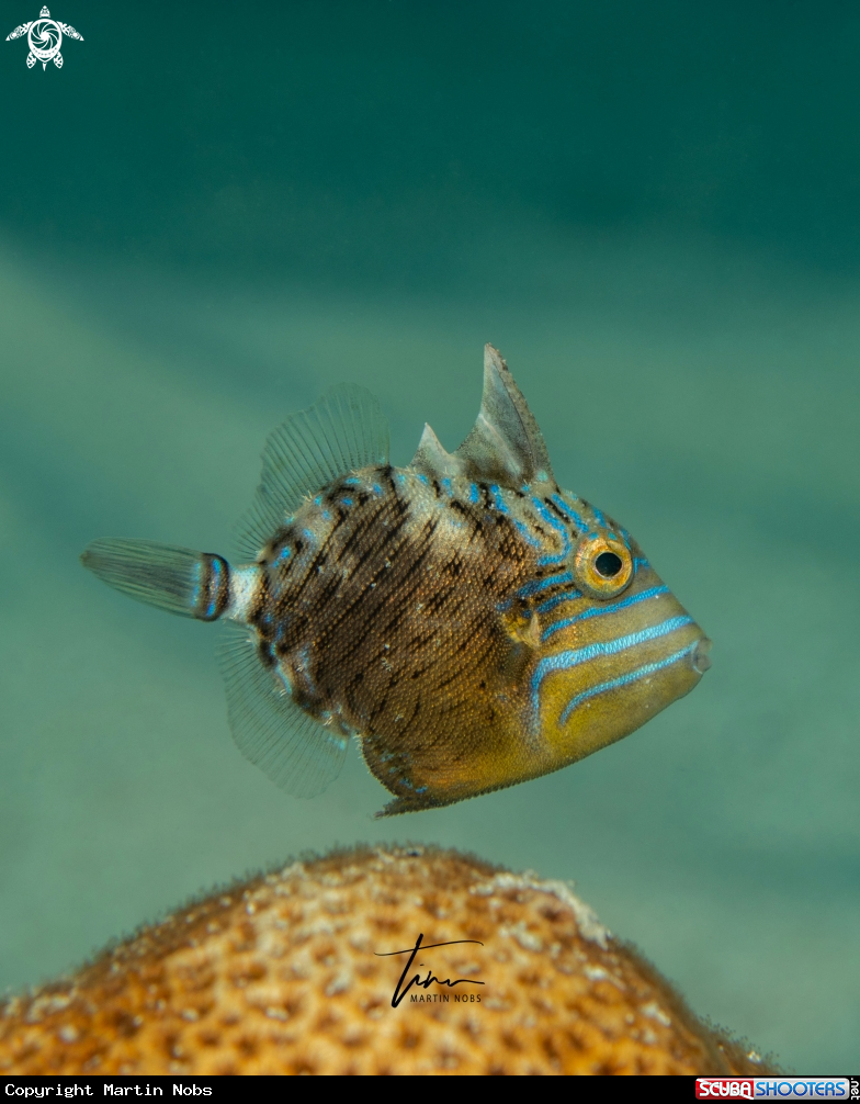A Queen Triggerfish
