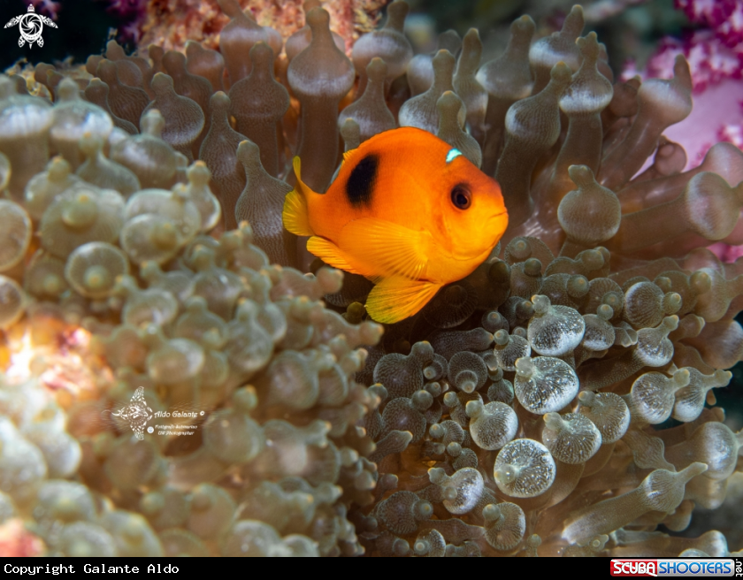 A Clownfish