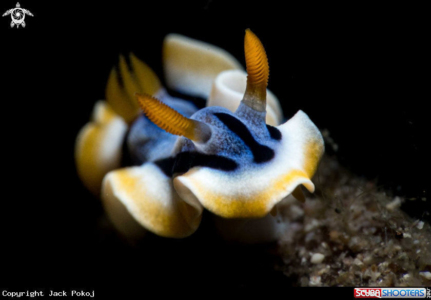 A Chromodoris annae