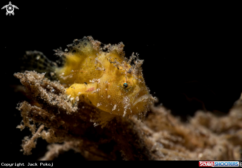 A Antennatus nummifer
