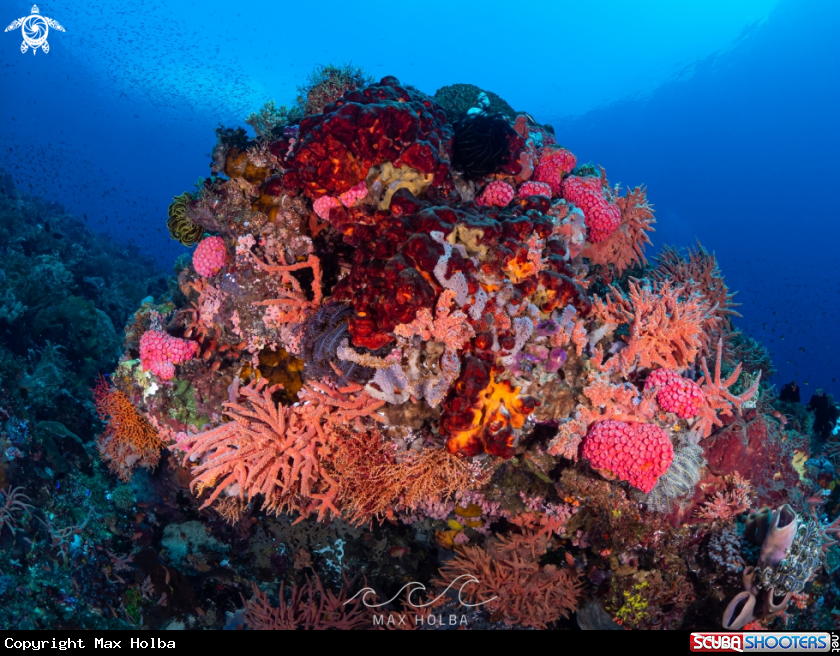 A Reef scene