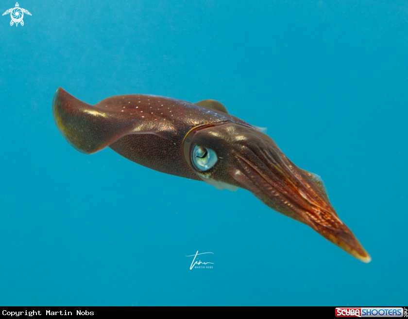 A Caribbean Reef Squid