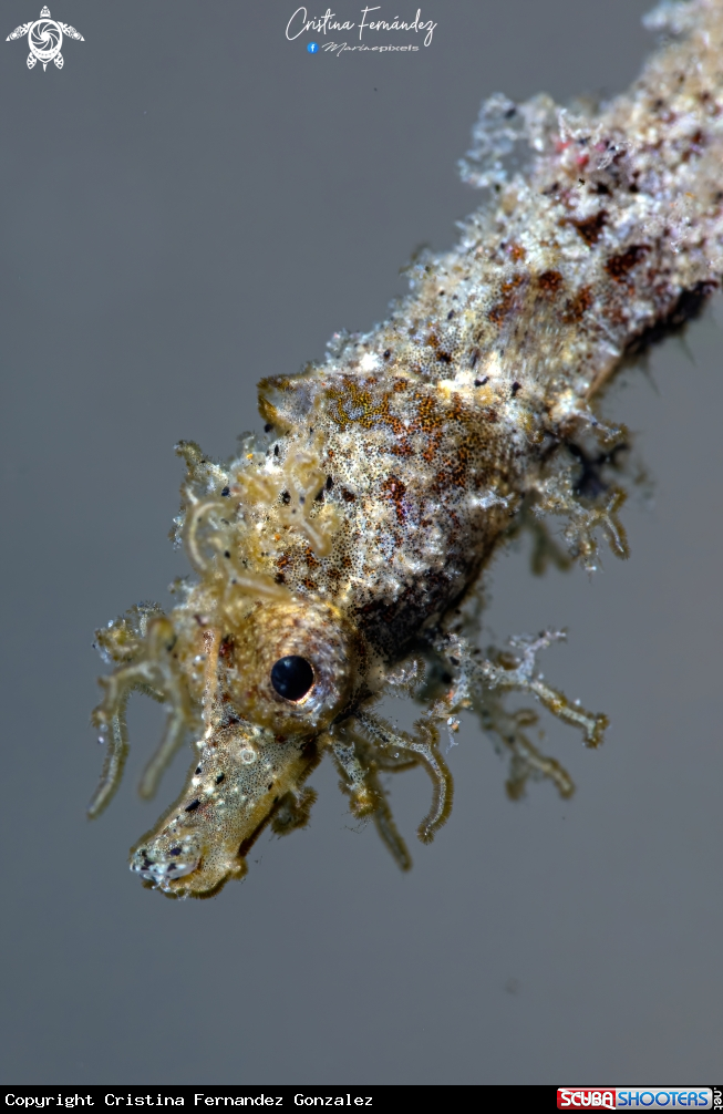 A Shortpouch pigmy pipehorse 