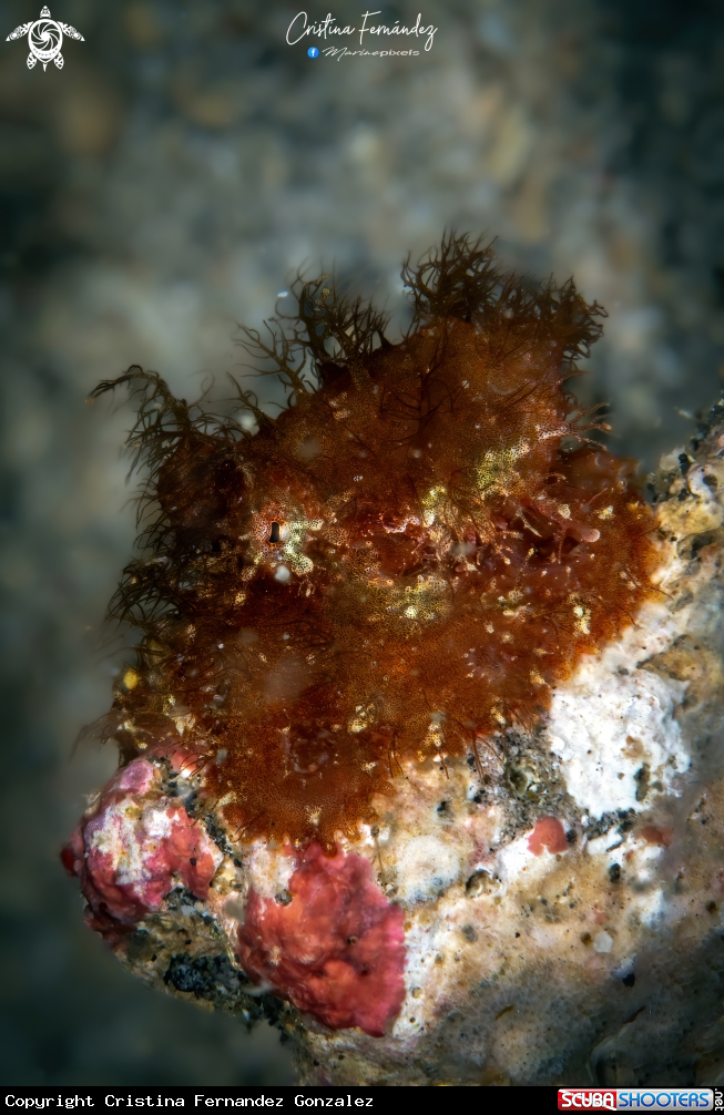 A Hairy octopus