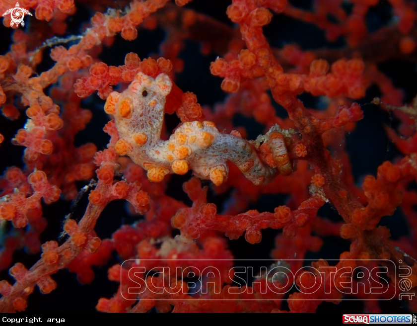 A pygmy seahore