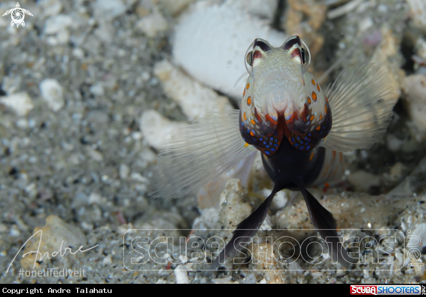 A Shrimp goby