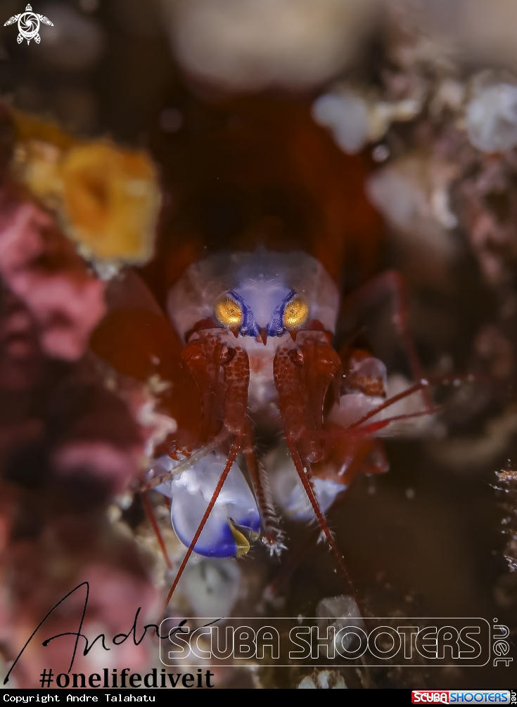 A Snapping Shrimp