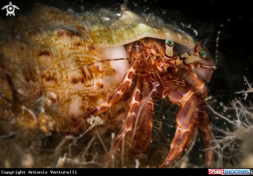 A Marine hermit crab