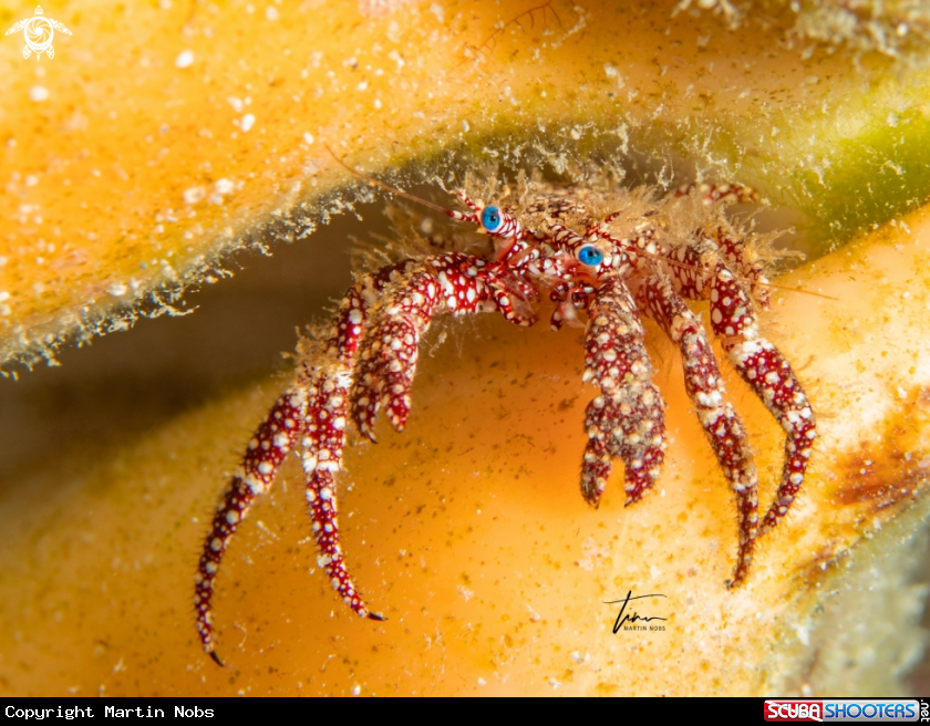 A Hermit Crab