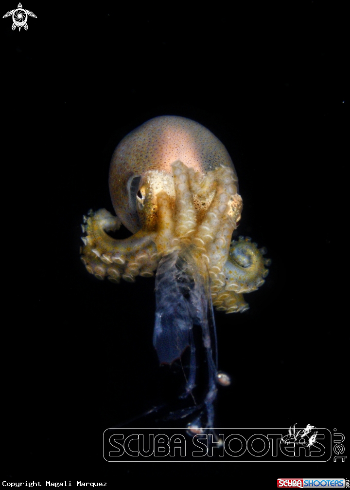 A Octopud