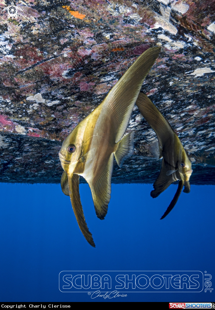 A Batfish