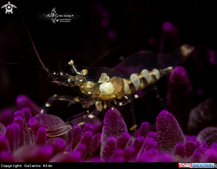 A Shrimp