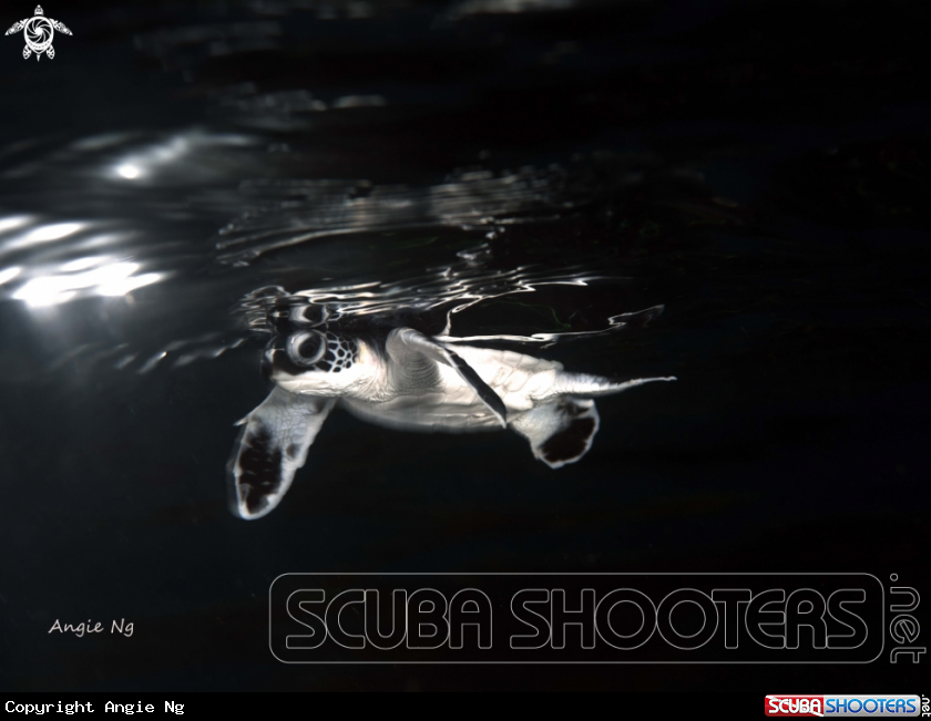 A Green Turtle 