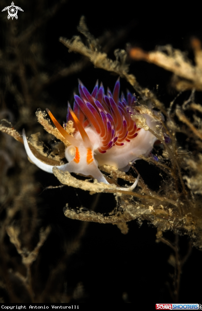 A Mediterranean Cratena peregrina nudibranch