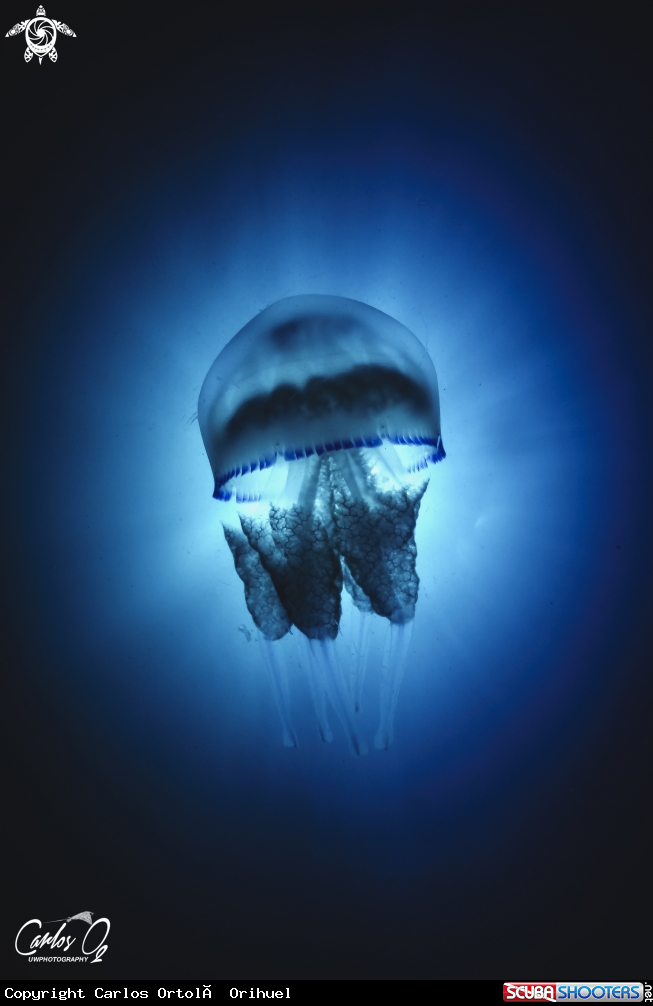 A White jellyfish