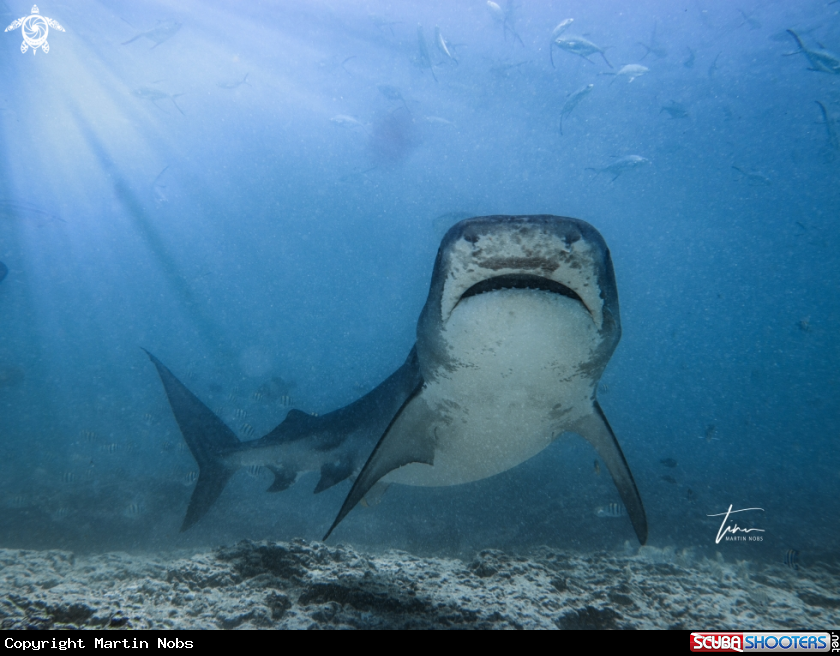 A Tiger Shark