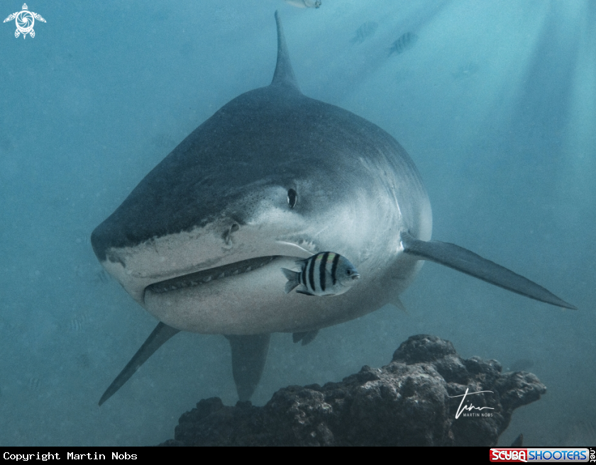 A Tiger Shark