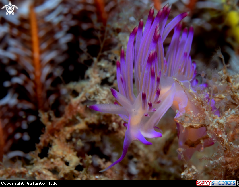 A Flabellina Nudibranch