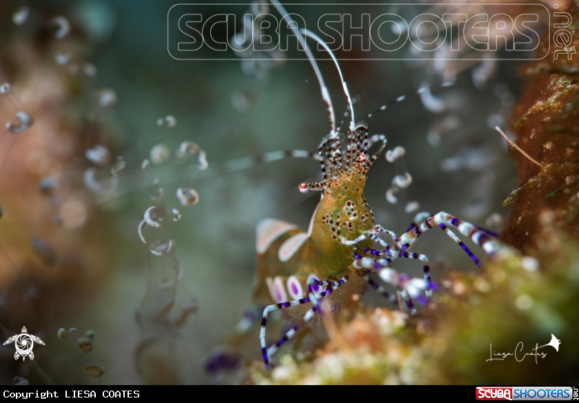 A Spotted Cleaner Shrimp