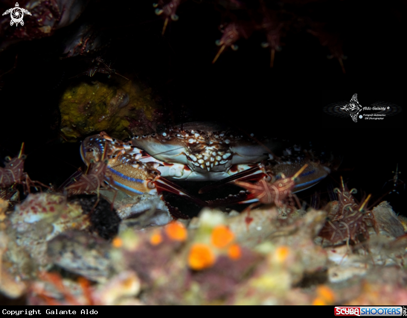 A Crab and Shrimp