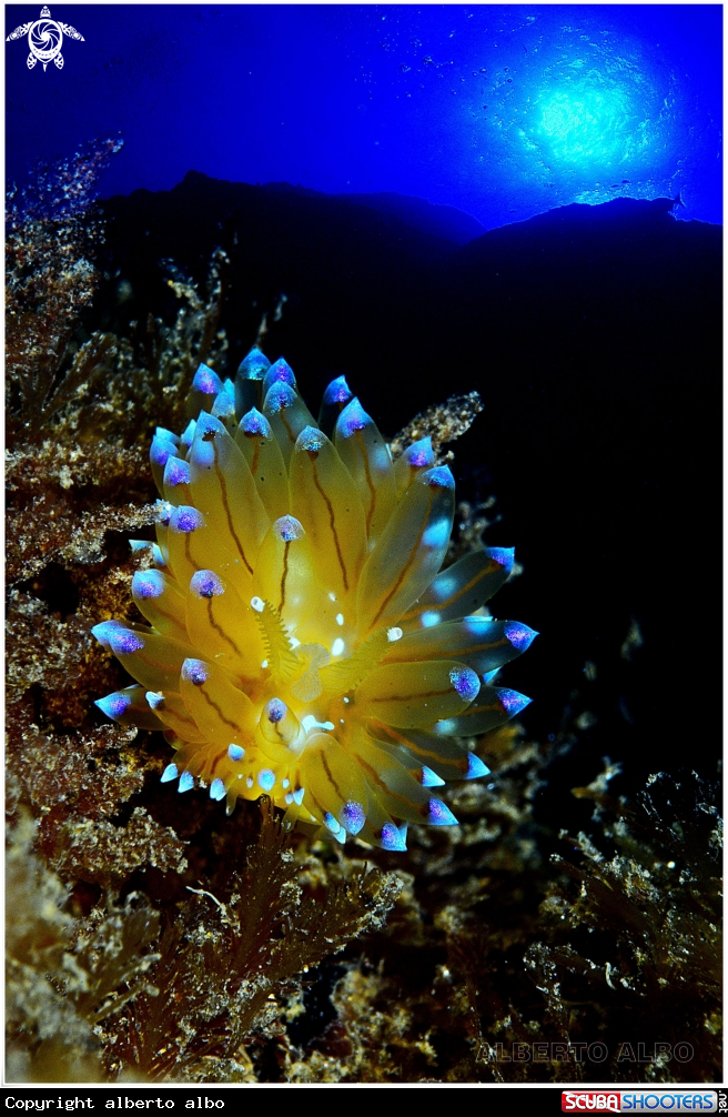 A CRISTATUS JANOLUS