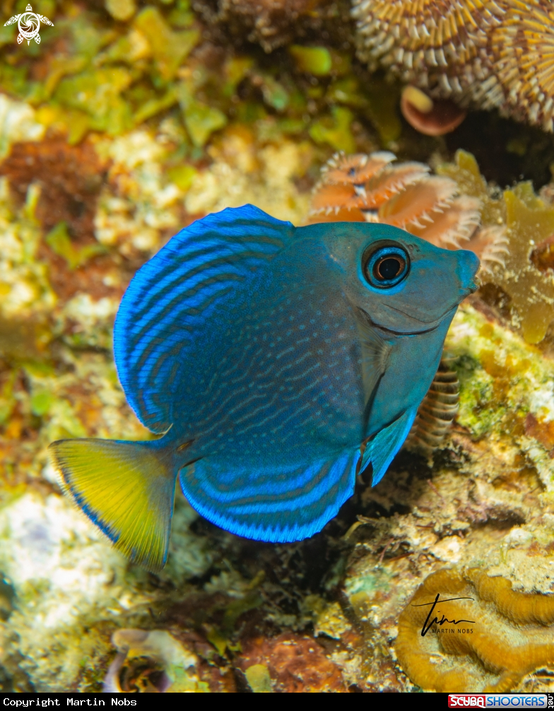 A Blue Tang Surgeonfish