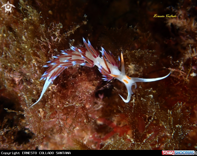 A Flabelina