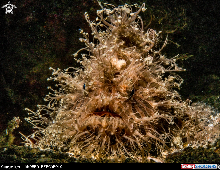A Hair frog fish